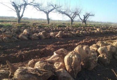 Azucarera anuncia la reapertura de la fábrica de La Bañeza para el 24 de abril