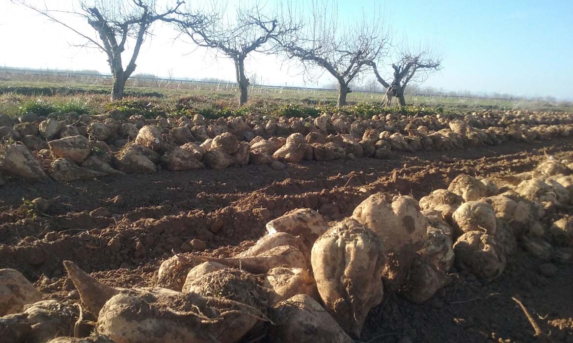 Azucarera anuncia la reapertura de la fábrica de La Bañeza para el 24 de abril