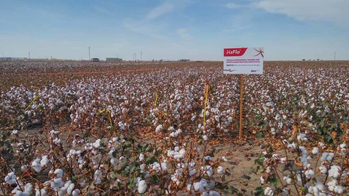 ICL participa en las Jornadas Técnicas de Guadalsem sobre algodón