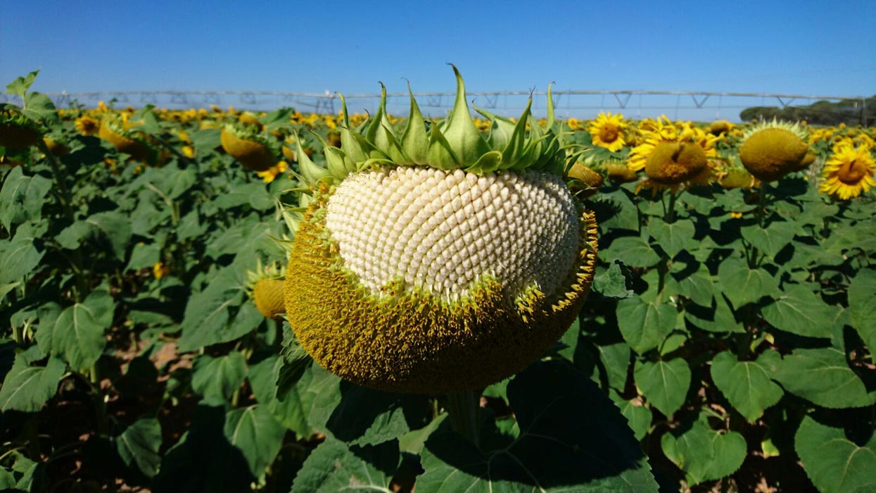 Buenas perspectivas agronómicas para el cultivo de girasol