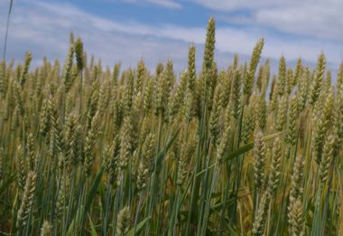 Las indemnizaciones de cereales y leguminosas ascienden a 208 millones