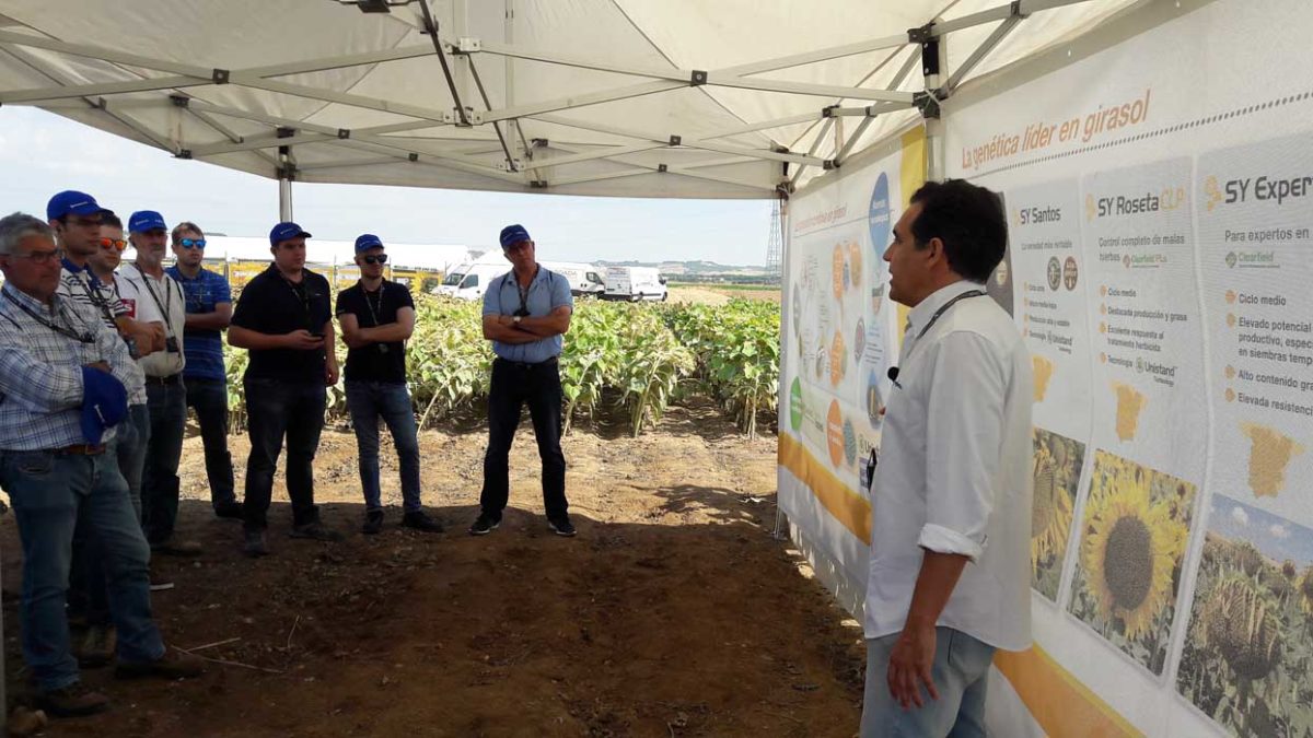 Syngenta muestra en Valladolid el potencial productivo de su catálogo de girasol