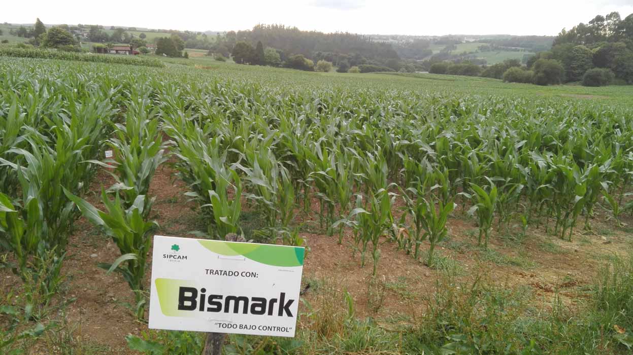 BISMARK así es el nuevo herbicida microencapsulado de Sipcam