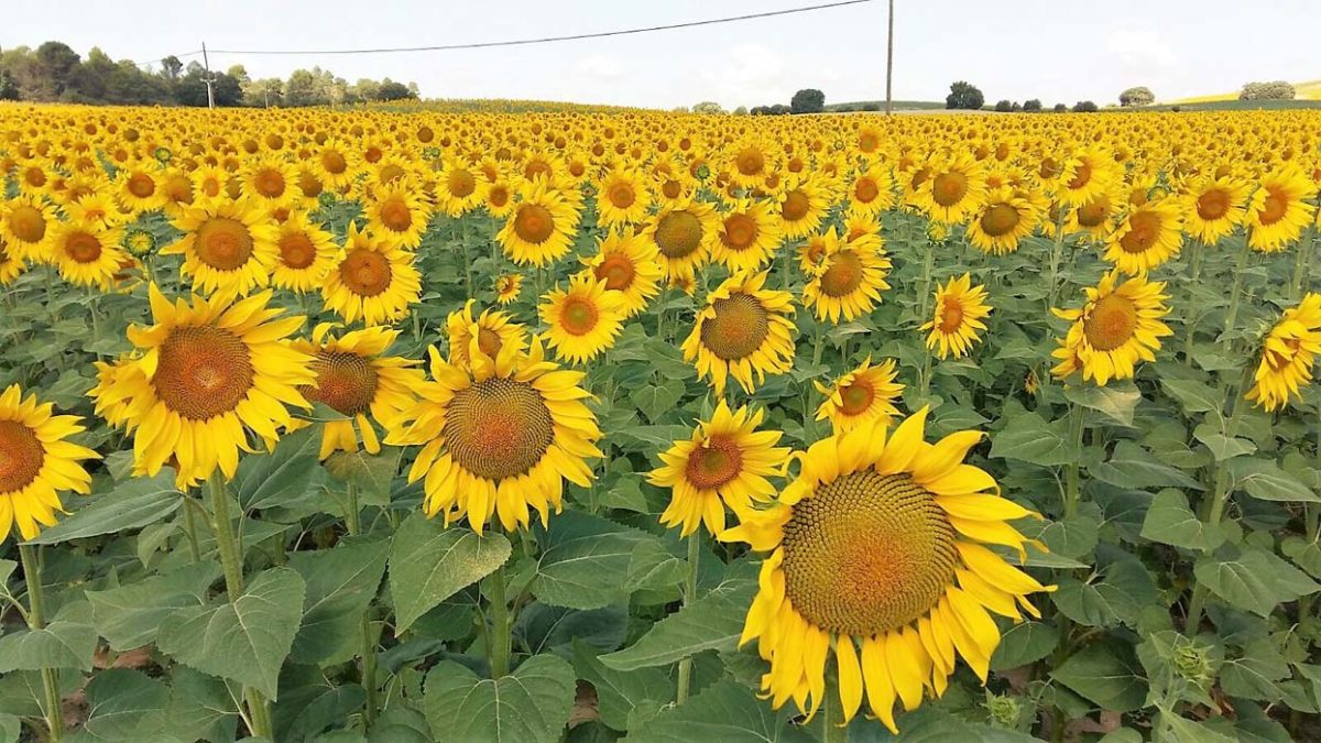 Euralis presenta la gama de girasol más consolidada del mercado