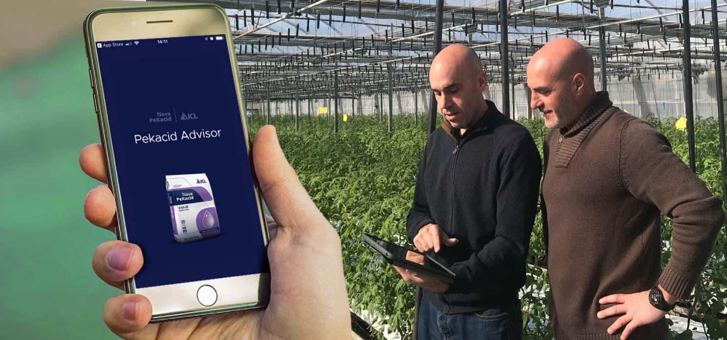 Nueva App de ICL de ayuda al agricultor App PeKacid