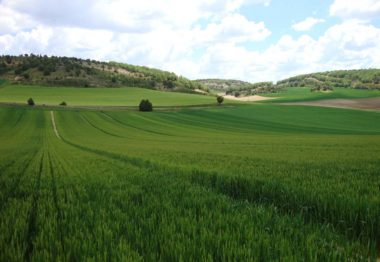 El pedrisco uno de los riesgos que más afecta a los cultivos herbáceos extensivos