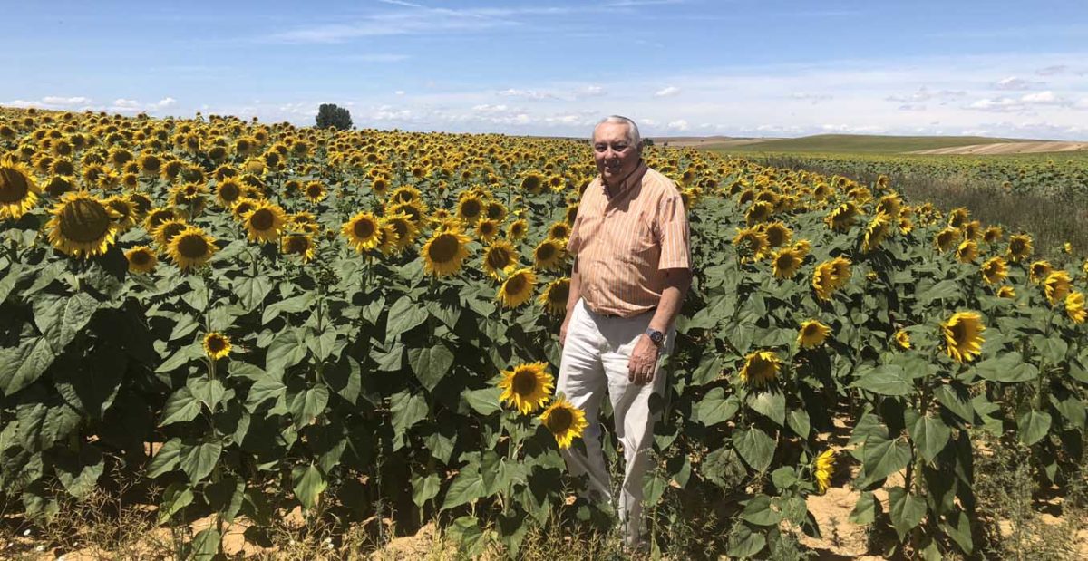 Es mejor sembrar un buen girasol convencional que un mal alto oleico