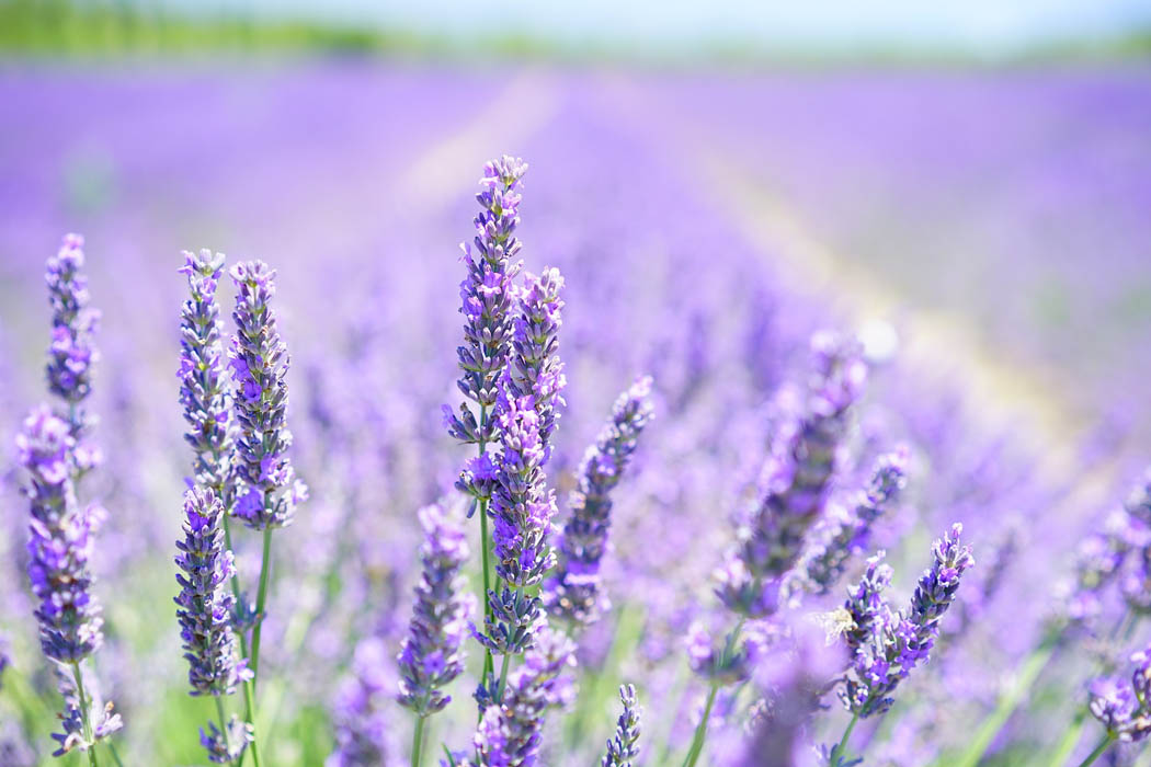 El Bierzo difunde el potencial de las plantas aromáticas