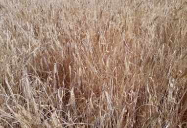 Agroseguro inicia el pago de las indemnizaciones por sequía en cereales