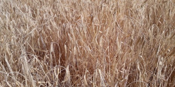 Agroseguro inicia el pago de las indemnizaciones por sequía en cereales