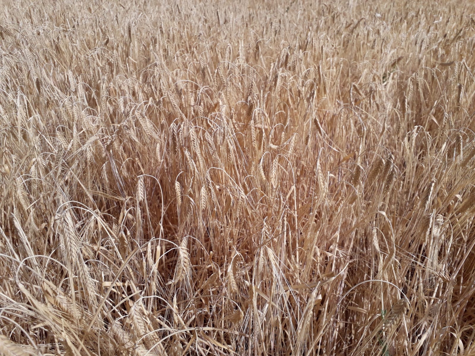 Agroseguro inicia el pago de las indemnizaciones por sequía en cereales