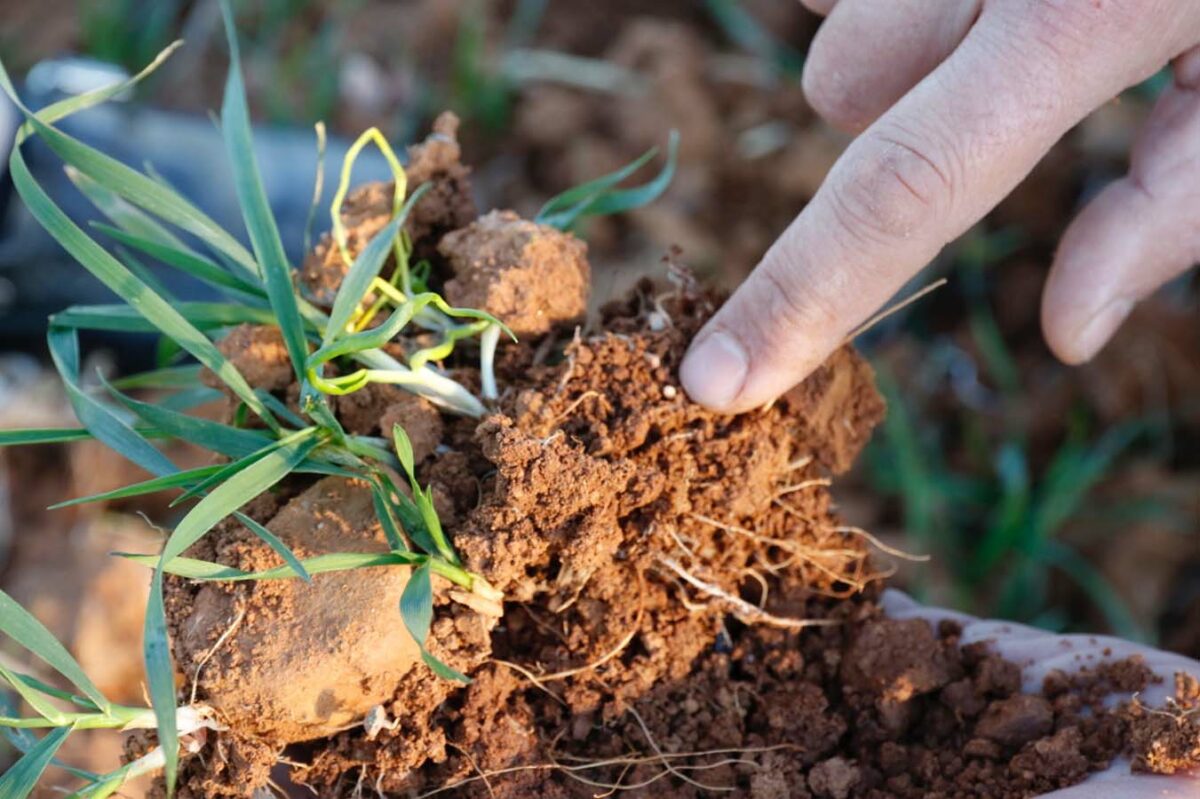 DETALLE DE LOS MICROGRÁNULOS DE ABONO EN LAS RAICES DEL CULTIVO