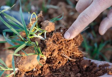 DETALLE DE LOS MICROGRÁNULOS DE ABONO EN LAS RAICES DEL CULTIVO