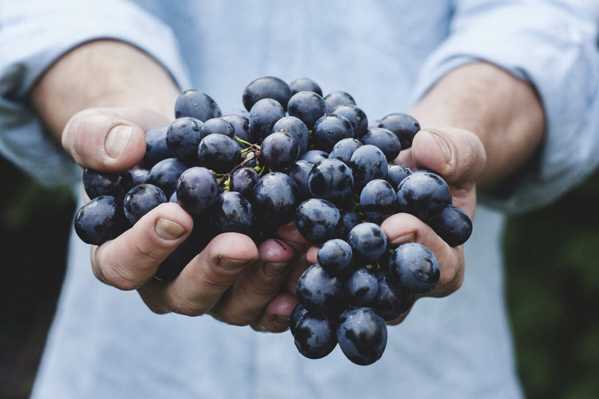 El seguro de uva de vino el mejor aliado para el viticultor