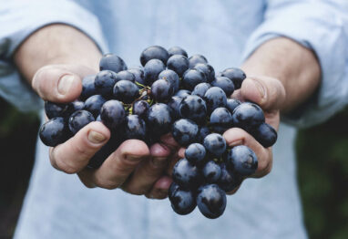 El seguro de uva de vino el mejor aliado para el viticultor