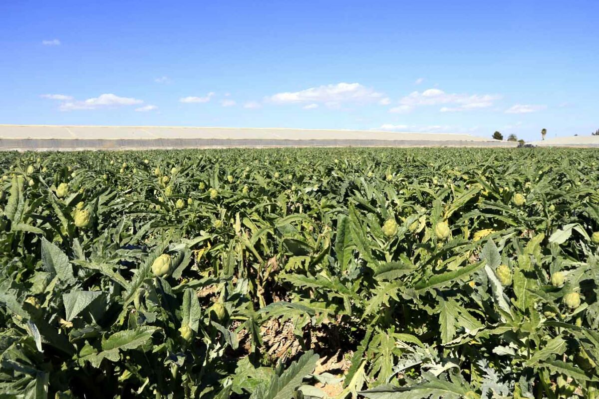 Estrategia de abonado para aumentar la producción y la calidad de la alcachofa