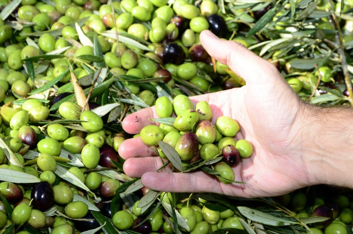 Estrategias de abonado del olivo que aumentan la producción y el rendimiento