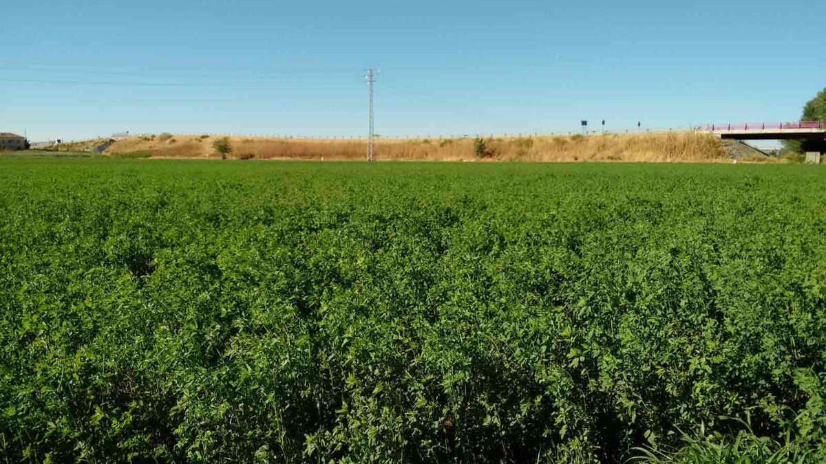Fertinagro Biotech organiza una jornada sobre el cultivo de la alfalfa