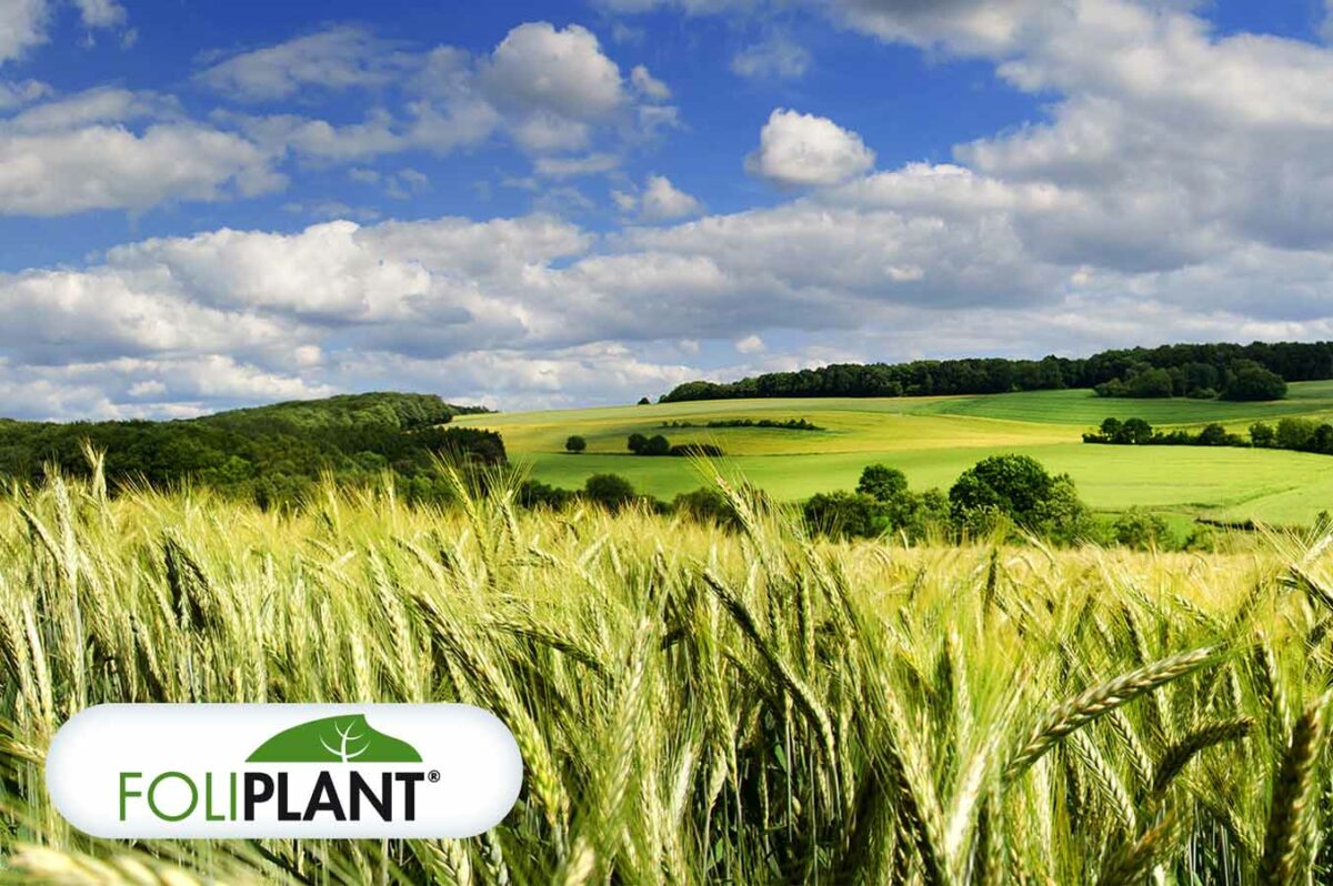 Foliplant es una solución de Seipasa de microelementos complejados con aminoácidos para el cereal