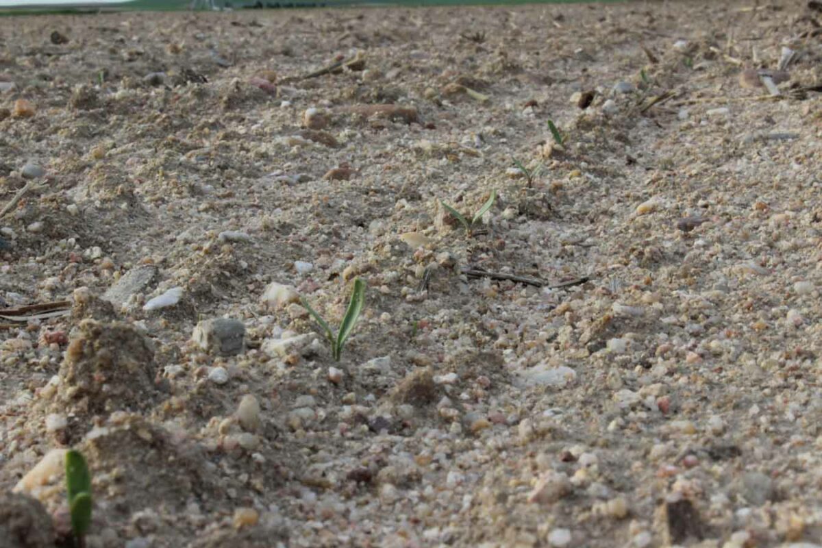 La campaña de siembra de remolacha supera las 8.000 hectáreas