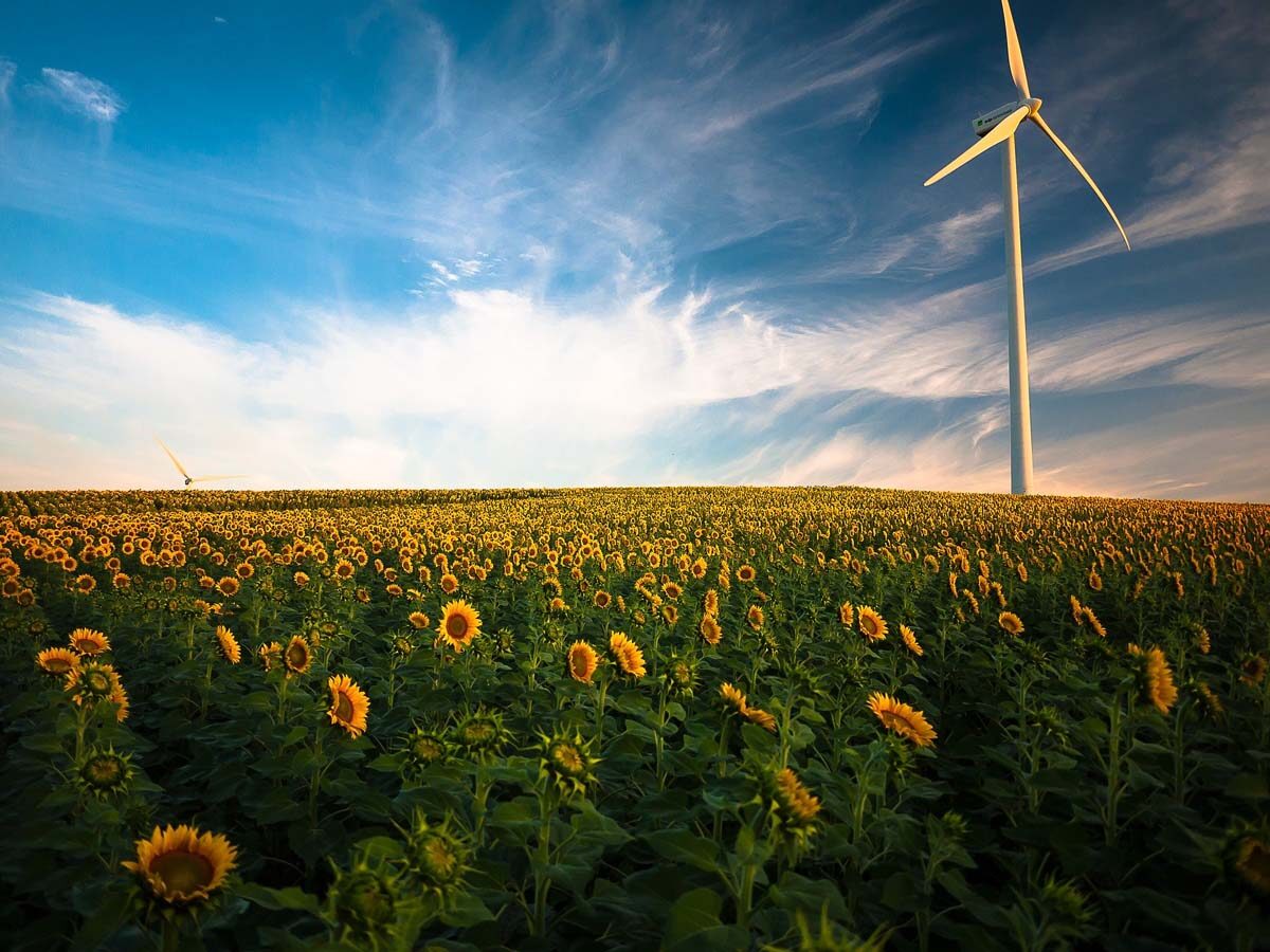 ACOR publica la lista de variedades recomendadas de girasol