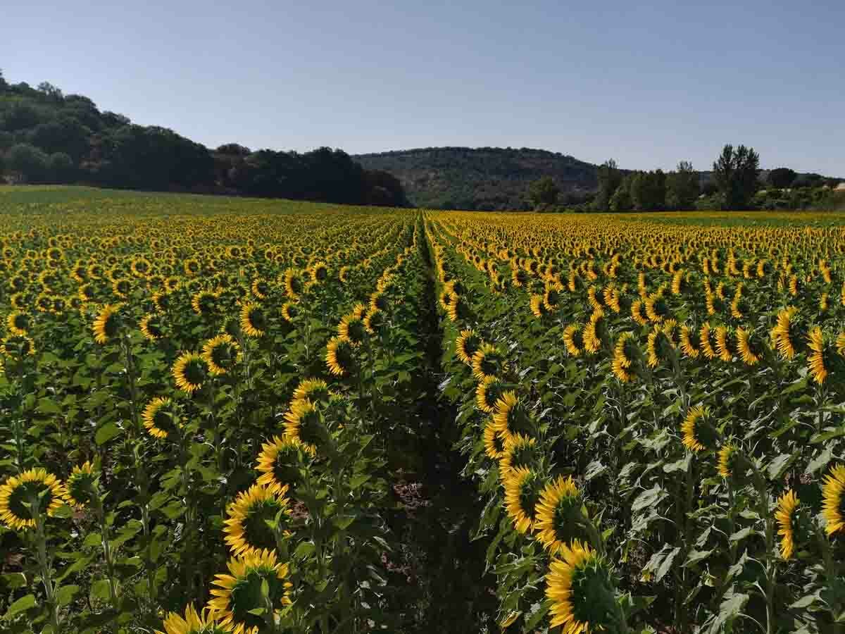 El cultivo de girasol continúa creciendo en Castilla y León