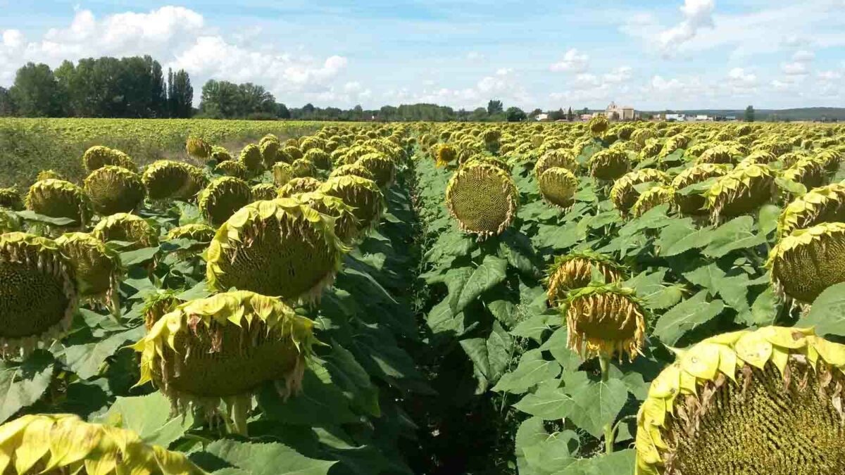 La apuesta de Euralis para la campaña de girasol en Castilla y León