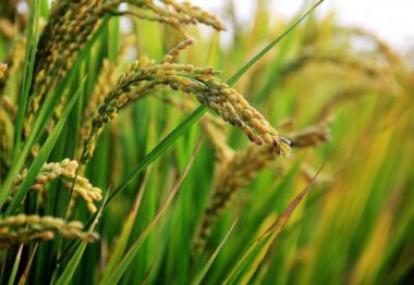 Loyant nuevo herbicida de Corteva Agriscience™ para el cultivo de arroz