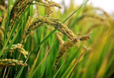 Loyant nuevo herbicida de Corteva Agriscience™ para el cultivo de arroz