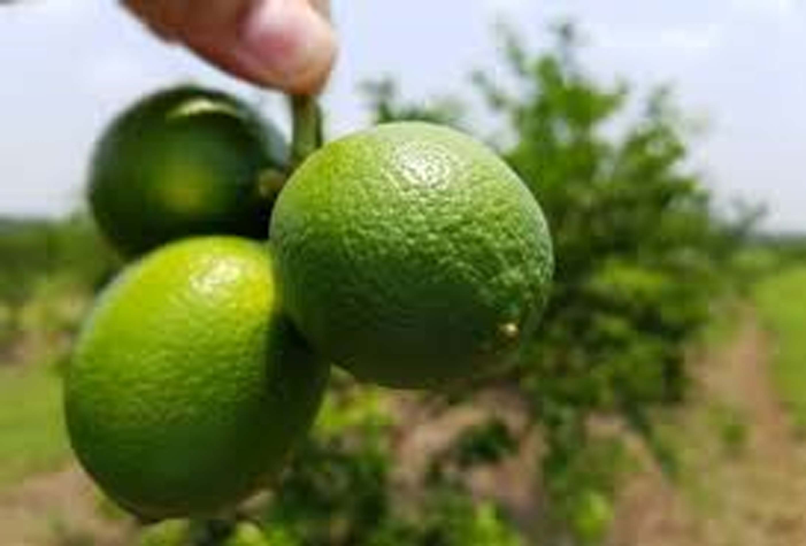 La Producción de Limón Mexicano supera el millón y medio de toneladas