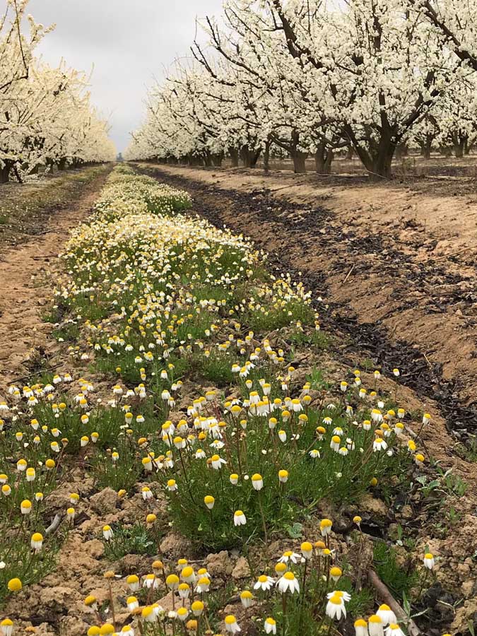 Una agricultura productiva y rentable fomentando la biodiversidad es posible