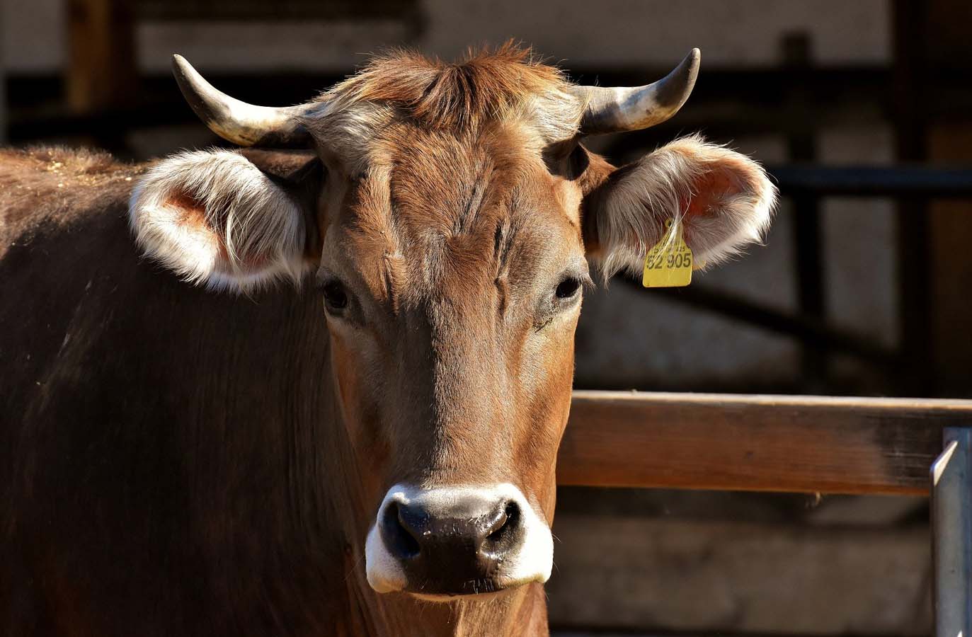 Agroseguro abona 50 millones de euros por siniestros en ganado vacuno