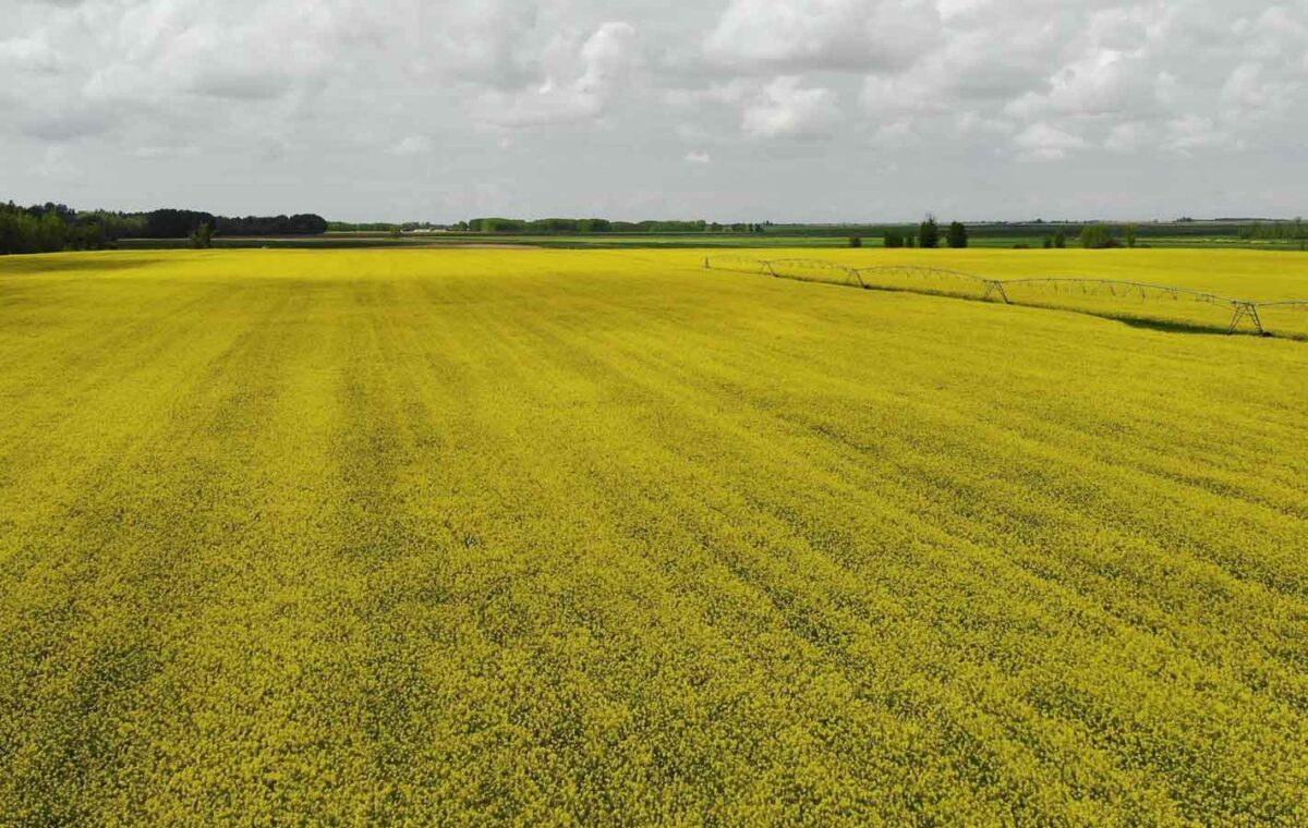 Big Bang Colza la gama de colza más productiva y estable del mercado