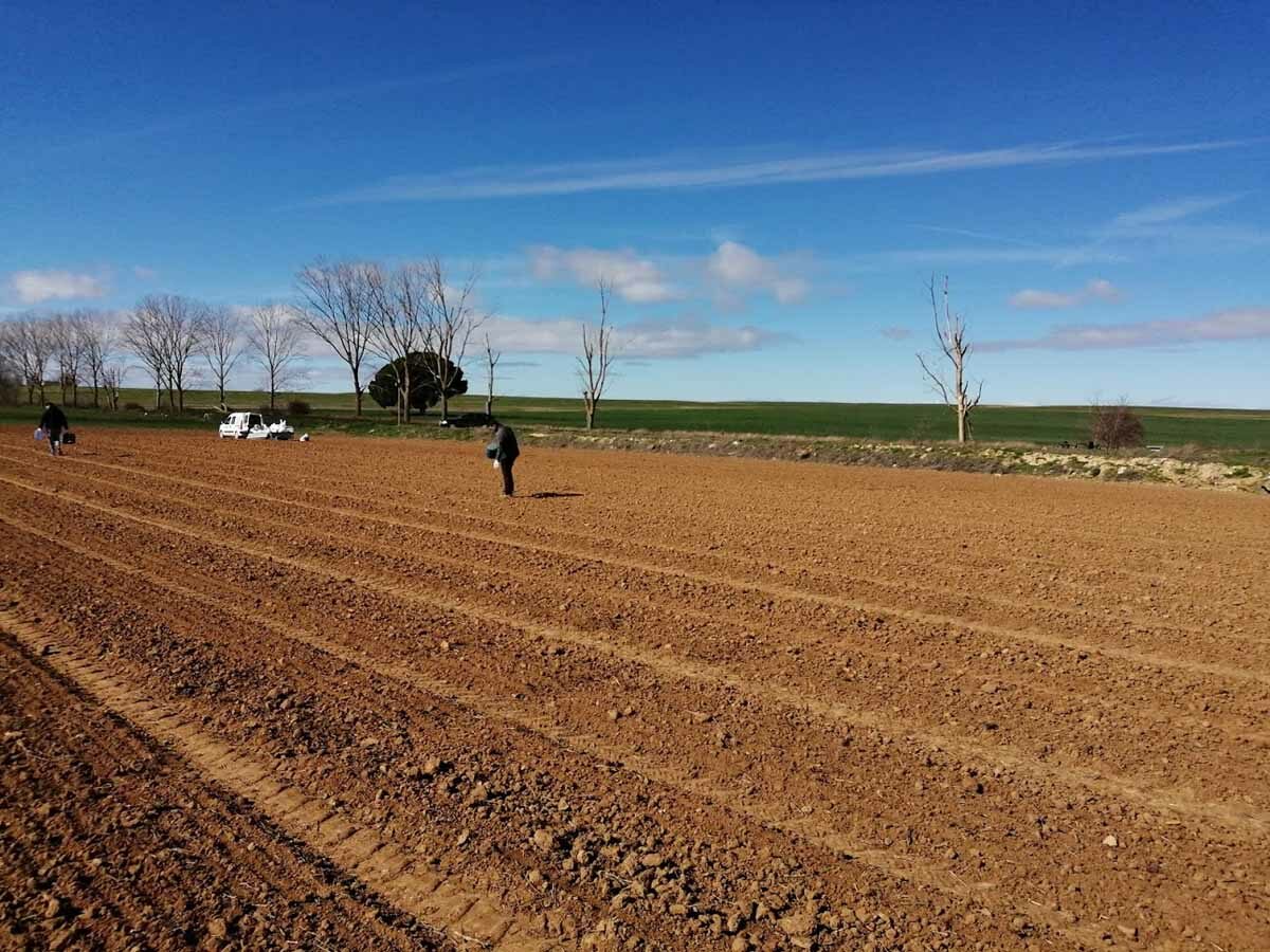 Decisiones en las variedades y los fertilizantes en cultivo ecológico