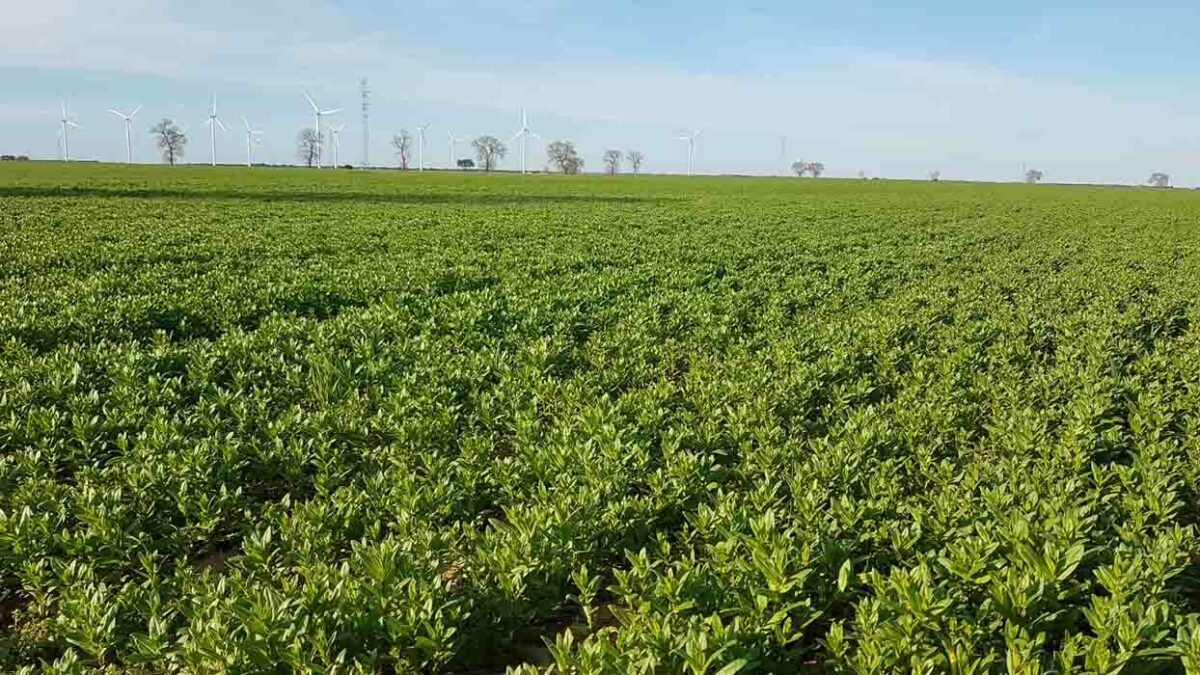 La camelina se hace un hueco en la rotación de los agricultores