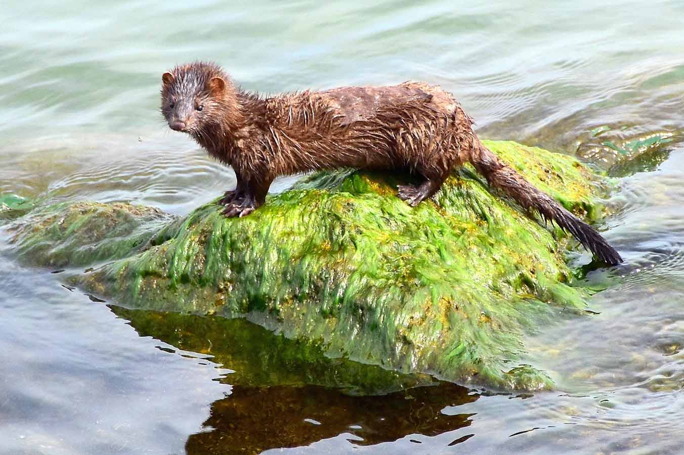 Ordenan el sacrificio de visones americanos de una granja de Ávila