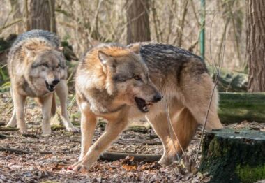ASAJA advierte que incrementar la protección del lobo es un ataque a la ganadería