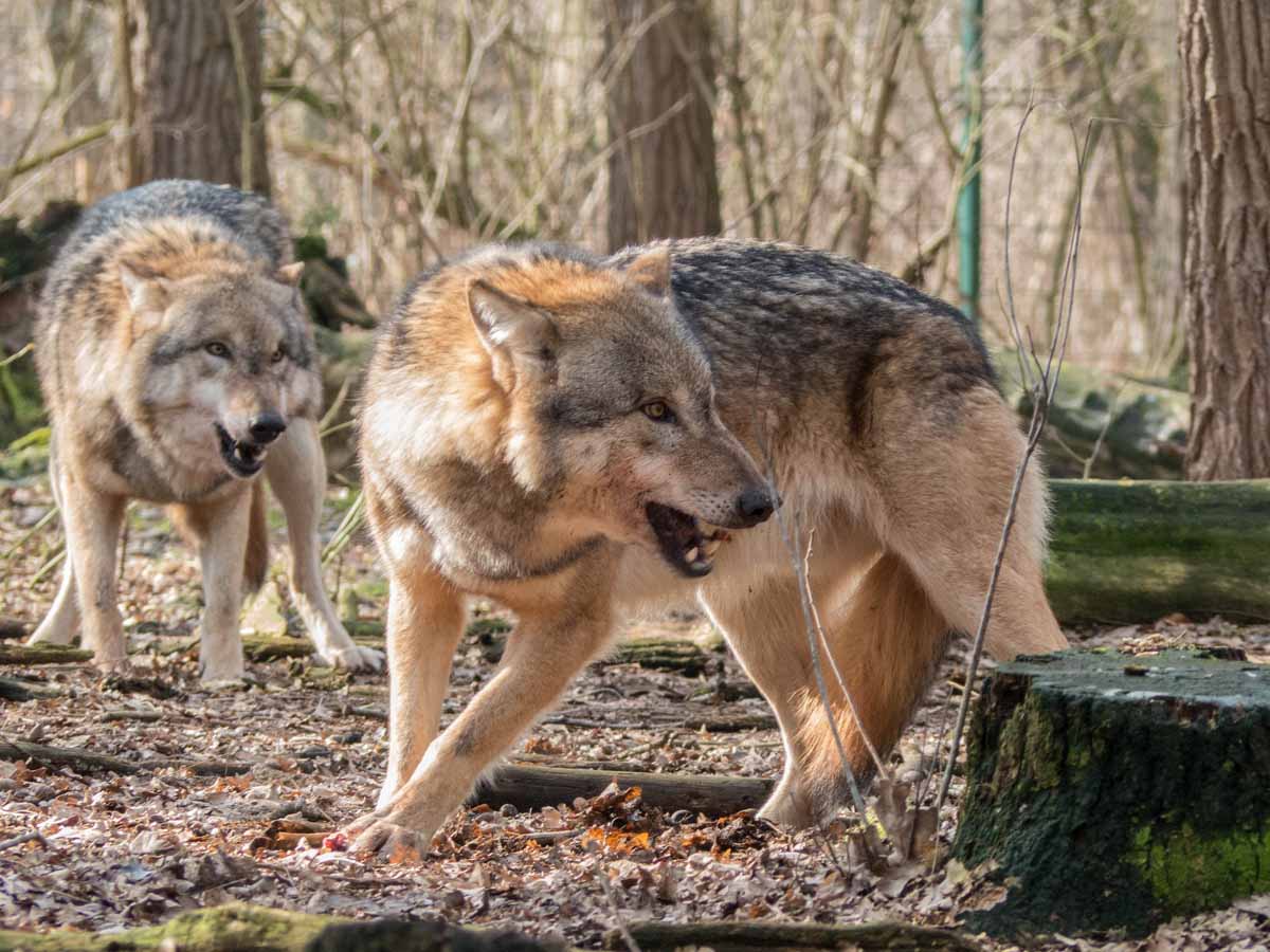 ASAJA advierte que incrementar la protección del lobo es un ataque a la ganadería