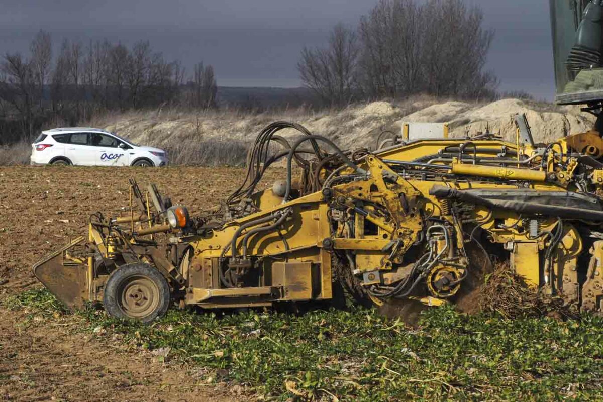 Bonificación de 180 euros por hectárea en la siembra de remolacha con ACOR