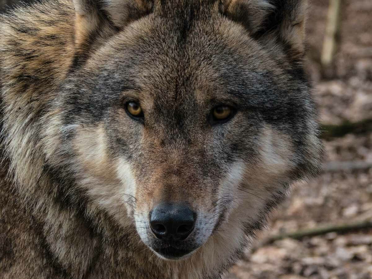 Castilla y León rechaza la inclusión del lobo en el listado de especies en régimen de protección especial