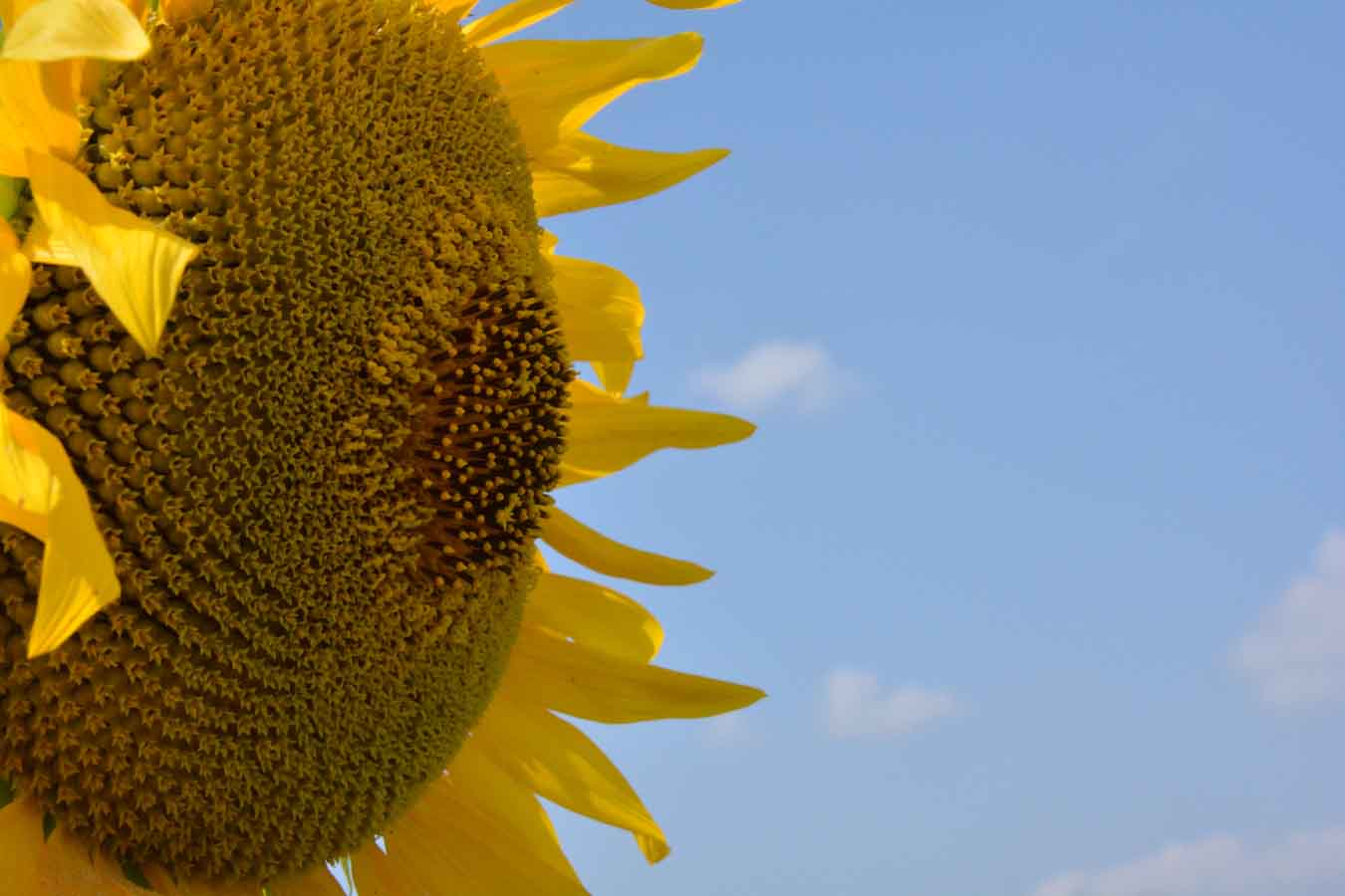 Grandes novedades en la gama de girasol La Buena Pipa en Castilla y León