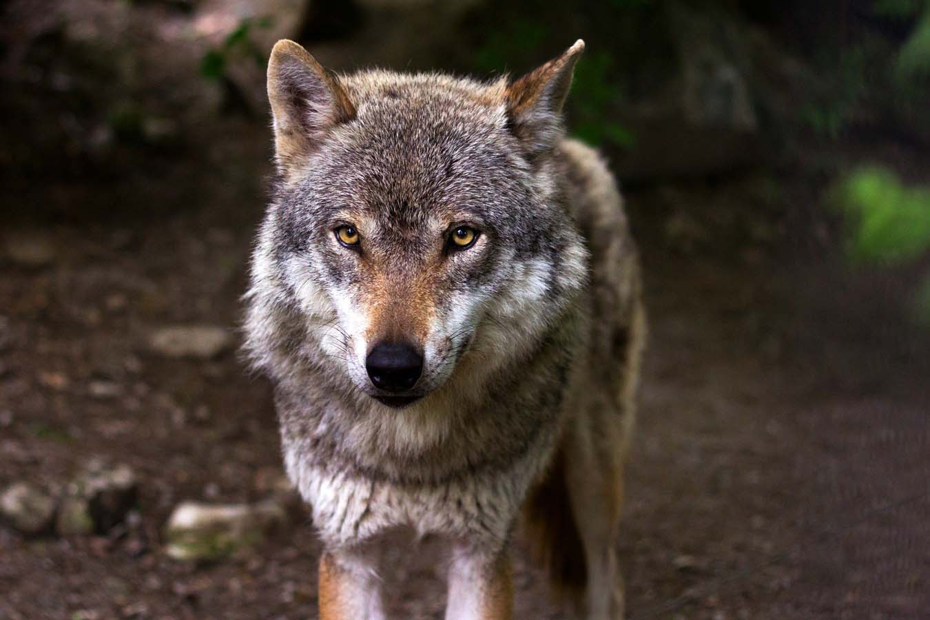 UCCL denuncia que los ataques del lobo son insostenibles