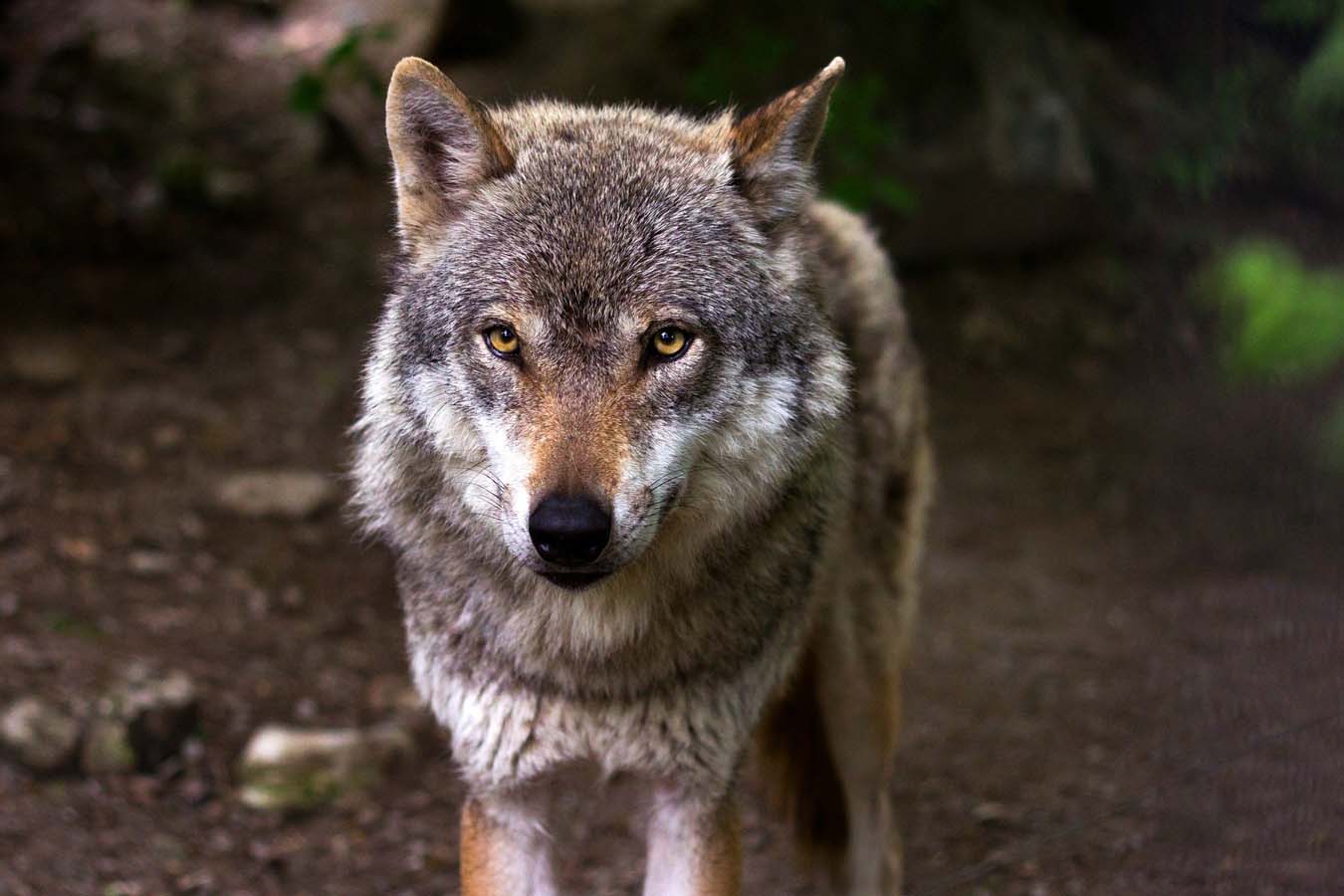 UCCL denuncia que los ataques del lobo son insostenibles