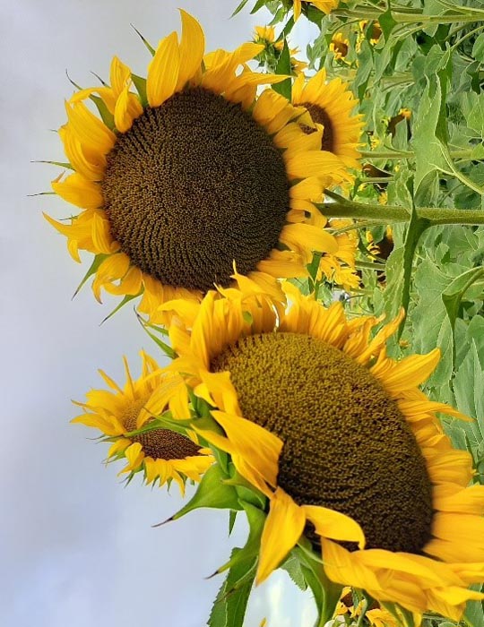 La mejora continua lleva a una mayor rentabilidad del girasol