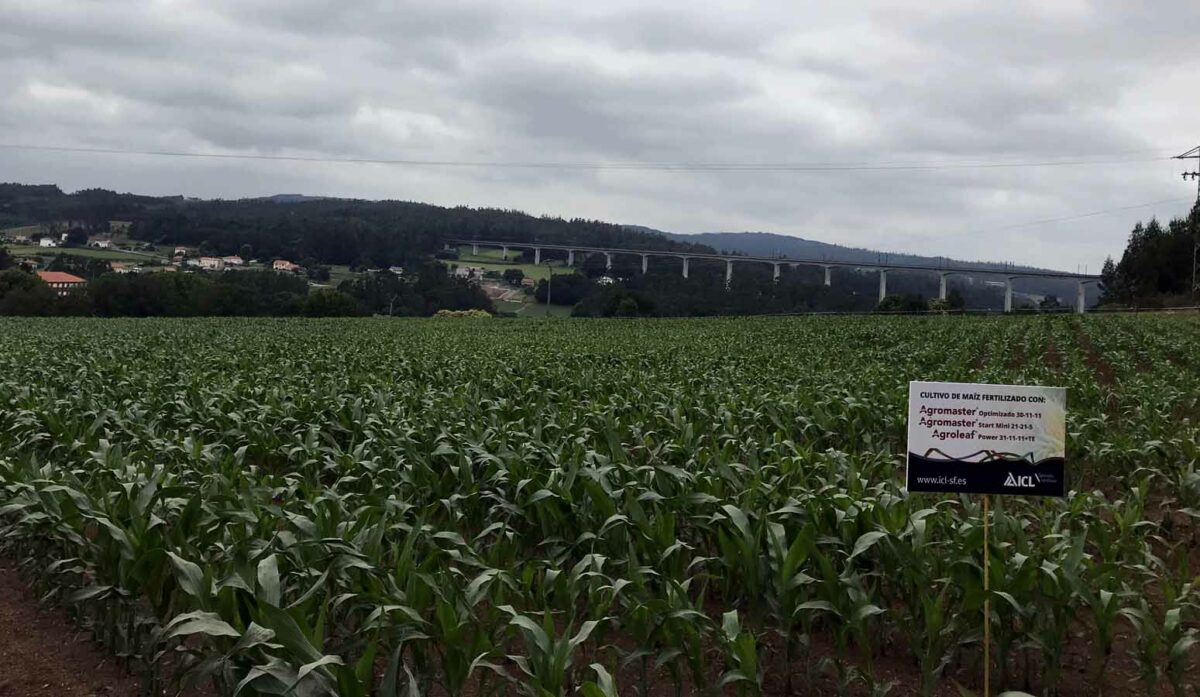 Demostración en campo de la eficacia del programa de fertilización integral para maíz de ICL