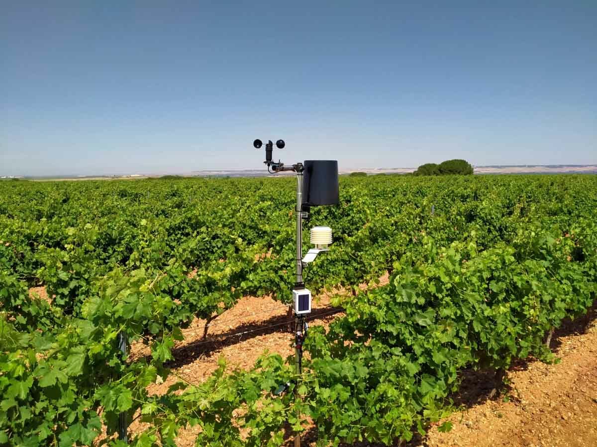 Rueda instala una innovadora red de estaciones meteorológicas para controlar los viñedos desde el móvil