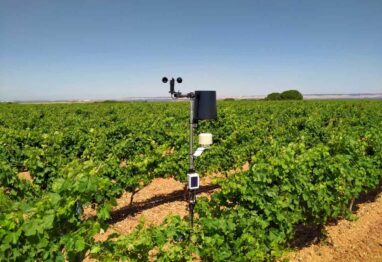 Rueda instala una innovadora red de estaciones meteorológicas para controlar los viñedos desde el móvil