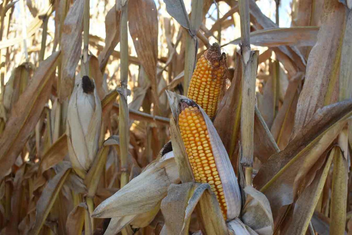 Agro Valladolid Soaga ofrece un completo asesoramiento profesional en maíz y girasol