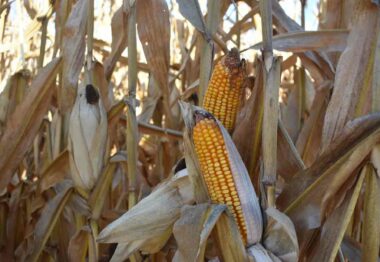 Agro Valladolid Soaga ofrece un completo asesoramiento profesional en maíz y girasol