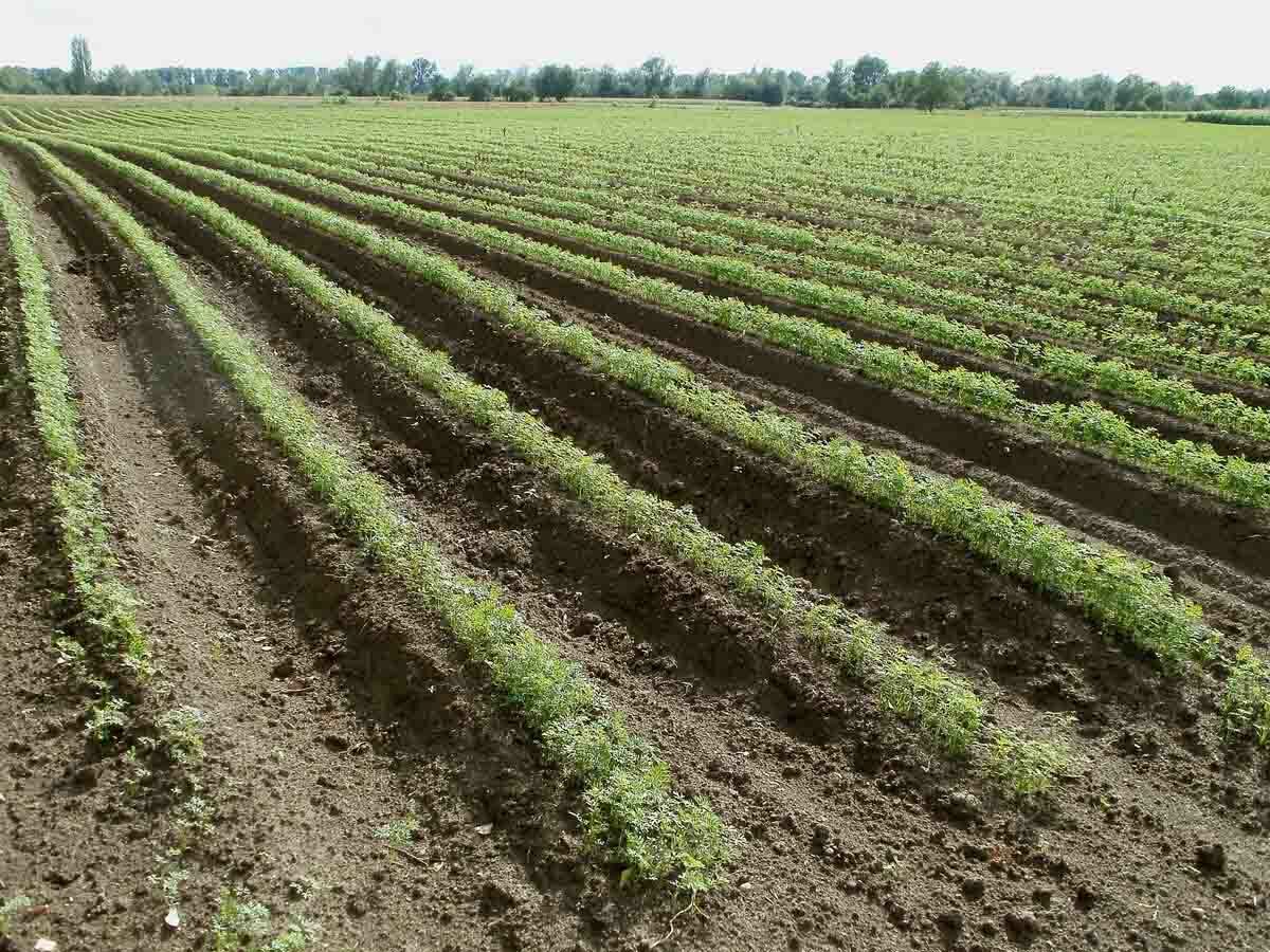 BASF y AgBiome trabajan conjuntamente para lanzar un nuevo fungicida biológico